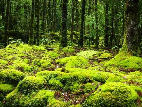 Bosque Shiratani Unsui, en Yakushima